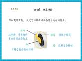 【核心素養(yǎng)優(yōu)質(zhì)課】蘇教版科學五年級下冊4.15《升旗的方法》教學課件+同步教案+大單元教學設計+素材