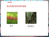 【核心素養(yǎng)優(yōu)質(zhì)課】蘇教版一年級下冊科學4.11《多姿多彩的植物》（教學課件+同步教案含反思）