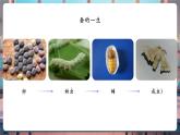 【核心素養(yǎng)優(yōu)質(zhì)課】教科版科學(xué)三年級(jí)下冊(cè)2.8 動(dòng)物的一生（教學(xué)課件+同步教案含反思）