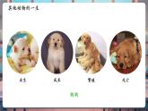 【核心素養(yǎng)優(yōu)質(zhì)課】教科版科學(xué)三年級(jí)下冊(cè)2.8 動(dòng)物的一生（教學(xué)課件+同步教案含反思）