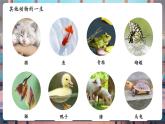 【核心素養(yǎng)優(yōu)質(zhì)課】教科版科學(xué)三年級(jí)下冊(cè)2.8 動(dòng)物的一生（教學(xué)課件+同步教案含反思）