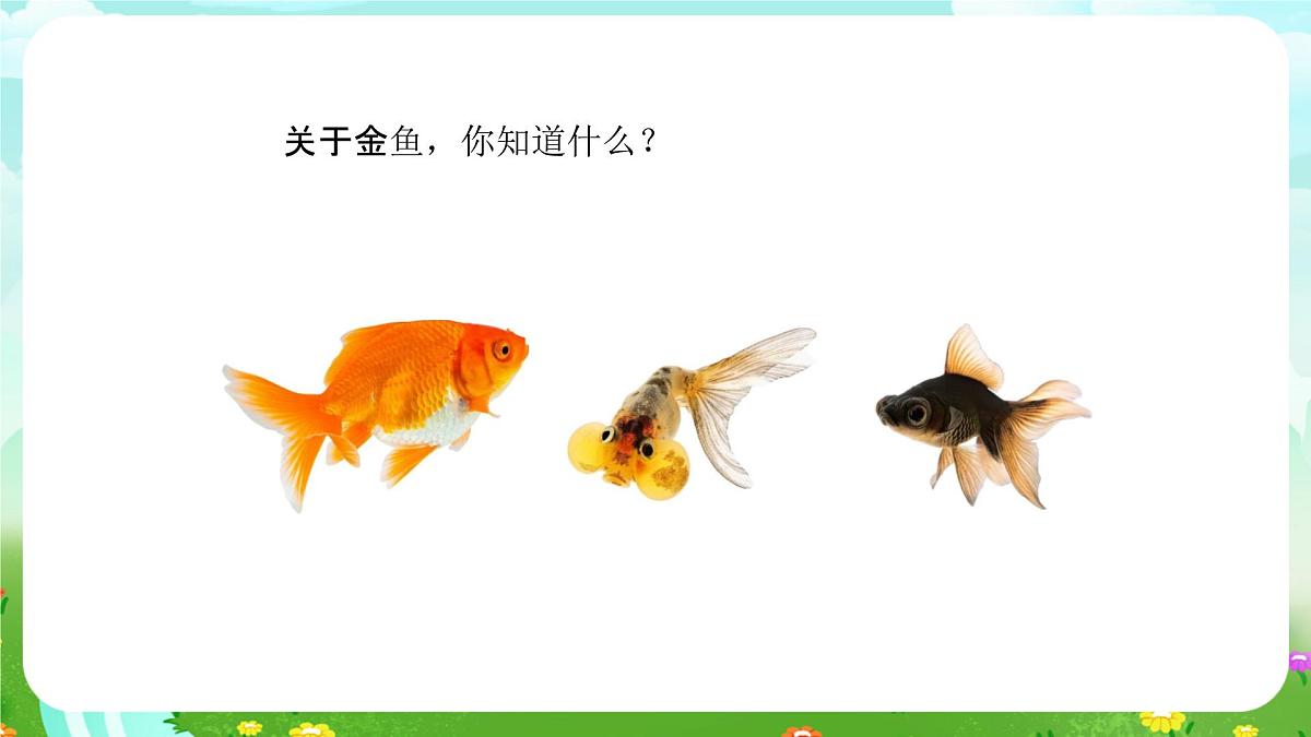 人教鄂教版科学一年级上册第七课《金鱼》课件第3页