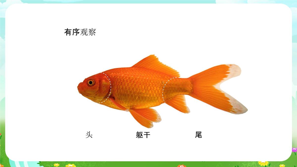 人教鄂教版科学一年级上册第七课《金鱼》课件第7页