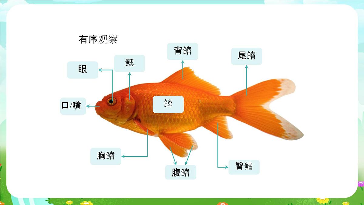 人教鄂教版科学一年级上册第七课《金鱼》课件第8页