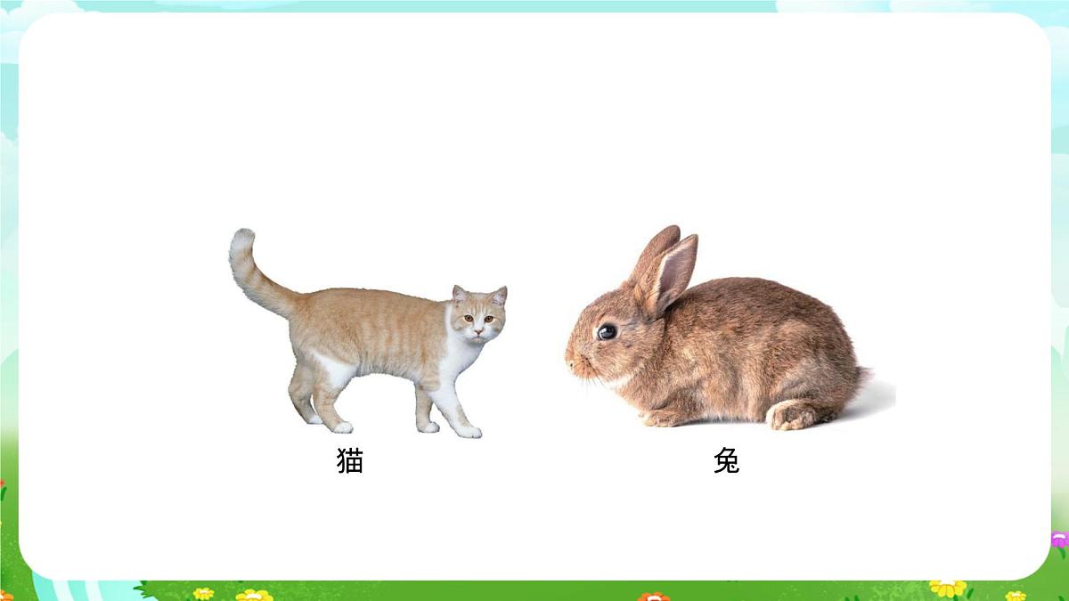 人教鄂教版科学一年级上册第八课《猫和兔》（第1课时）课件第3页