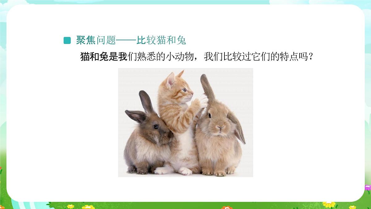 人教鄂教版科学一年级上册第八课《猫和兔》（第1课时）课件第5页
