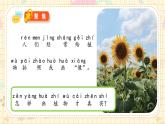 新教材-教科版-小學(xué)科學(xué) 一年級上冊 1.4 給植物畫張“像” 課件