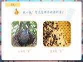 【核心素養(yǎng)優(yōu)質(zhì)課】教科版一年級(jí)下冊(cè)科學(xué)2.3 給蝸牛建個(gè)“家”（教學(xué)課件+同步教案）
