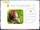 【核心素養(yǎng)優(yōu)質(zhì)課】教科版一年級(jí)下冊(cè)科學(xué)2.3 給蝸牛建個(gè)“家”（教學(xué)課件+同步教案）