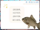 【核心素養(yǎng)優(yōu)質(zhì)課】教科版一年級下冊科學(xué)2.4 水中的動物（教學(xué)課件+同步教案）