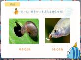【核心素養(yǎng)優(yōu)質(zhì)課】教科版一年級(jí)下冊(cè)科學(xué)2.5 它們吃什么（教學(xué)課件+同步教案）