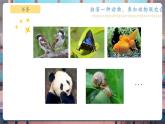 【核心素養(yǎng)優(yōu)質(zhì)課】教科版一年級下冊科學(xué)2.6 動物聯(lián)歡會（教學(xué)課件+同步教案）