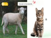第10課 形形色色的動物 課件 小學(xué)科學(xué)蘇教版（2024）一年級下冊第四單元