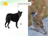 第10課 形形色色的動物 課件 小學(xué)科學(xué)蘇教版（2024）一年級下冊第四單元