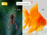 第10課 形形色色的動物 課件 小學(xué)科學(xué)蘇教版（2024）一年級下冊第四單元