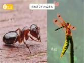 第10課 形形色色的動物 課件 小學(xué)科學(xué)蘇教版（2024）一年級下冊第四單元