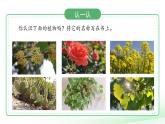 第11課 多姿多彩的植物 課件 小學科學蘇教版（2024）一年級下冊第四單元