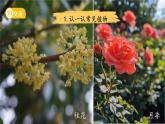 第11課 多姿多彩的植物 課件 小學科學蘇教版（2024）一年級下冊第四單元