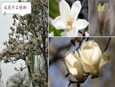 3.3 識別植物 課件 小學(xué)科學(xué)大象版（2024）一年級下冊第三單元