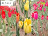 3.3 識別植物 課件 小學(xué)科學(xué)大象版（2024）一年級下冊第三單元