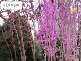 3.3 識別植物 課件 小學(xué)科學(xué)大象版（2024）一年級下冊第三單元