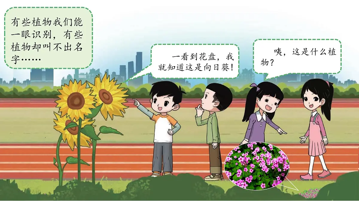 3.3 识别植物 课件 小学科学大象版（2024）一年级下册第三单元第6页