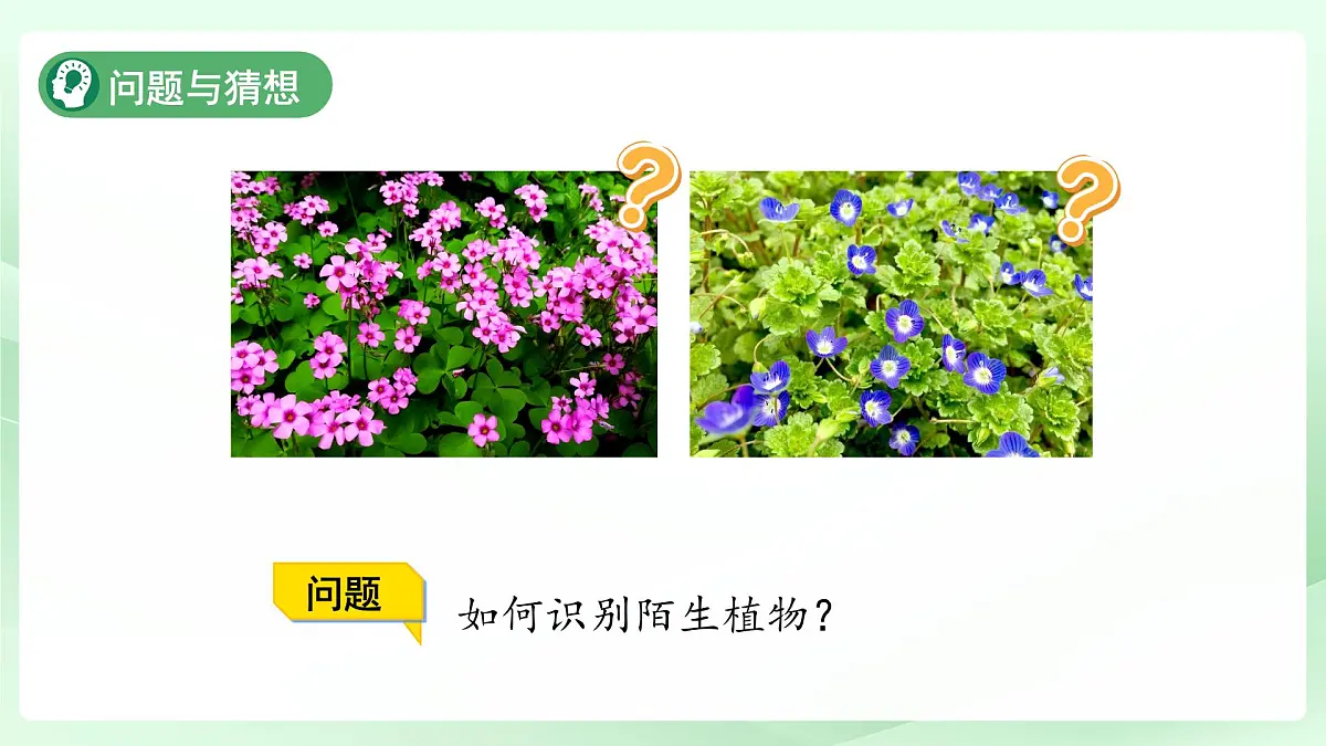 3.3 识别植物 课件 小学科学大象版（2024）一年级下册第三单元第7页