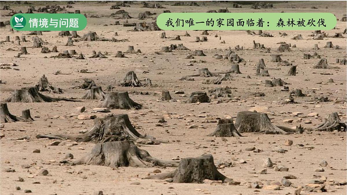 第11课 和谐共生 第1课时课件 小学科学冀人版（2024）一年级下册第7页