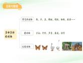 第四單元 動物與植物 單元復習課件 小學科學蘇教版（2024）一年級下冊