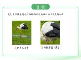 反思單元 從肉眼到天眼 課件 小學(xué)科學(xué)大象版（2024）一年級下冊