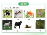 第6課 認(rèn)識(shí)動(dòng)物 課件 小學(xué)科學(xué)青島版六三制（2024）一年級(jí)下冊(cè)