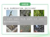 第6課 認(rèn)識(shí)動(dòng)物 課件 小學(xué)科學(xué)青島版六三制（2024）一年級(jí)下冊(cè)