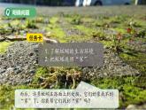 第13課 尋找蚯蚓的“家”課件 小學(xué)科學(xué)青島版六三制（2024）一年級(jí)下冊(cè)第三單元