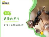 第12課 動(dòng)物的反應(yīng) 課件 小學(xué)科學(xué)青島版六三制（2024）一年級(jí)下冊(cè)第三單元