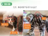 第12課 動(dòng)物的反應(yīng) 課件 小學(xué)科學(xué)青島版六三制（2024）一年級(jí)下冊(cè)第三單元