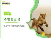 第11課 動(dòng)物的運(yùn)動(dòng) 課件 小學(xué)科學(xué)青島版六三制（2024）一年級(jí)下冊(cè)第三單元