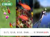 第11課 動(dòng)物的運(yùn)動(dòng) 課件 小學(xué)科學(xué)青島版六三制（2024）一年級(jí)下冊(cè)第三單元