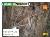 第11課 動(dòng)物的運(yùn)動(dòng) 課件 小學(xué)科學(xué)青島版六三制（2024）一年級(jí)下冊(cè)第三單元