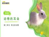第8課 動(dòng)物的耳朵 課件 小學(xué)科學(xué)青島版六三制（2024）一年級(jí)下冊(cè)第二單元