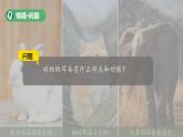 第8課 動(dòng)物的耳朵 課件 小學(xué)科學(xué)青島版六三制（2024）一年級(jí)下冊(cè)第二單元