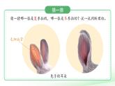 第8課 動(dòng)物的耳朵 課件 小學(xué)科學(xué)青島版六三制（2024）一年級(jí)下冊(cè)第二單元