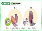 第8課 動(dòng)物的耳朵 課件 小學(xué)科學(xué)青島版六三制（2024）一年級(jí)下冊(cè)第二單元