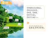 第1課 我們知道的植物 課件 小學(xué)科學(xué)教科版（2024）一年級(jí)上冊(cè)第一單元