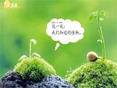 第1課 我們知道的植物 課件 小學(xué)科學(xué)教科版（2024）一年級(jí)上冊(cè)第一單元