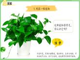 1.2 觀察植物 課件  小學(xué)科學(xué)教科版（2024）一年級(jí)上冊(cè)第一單元