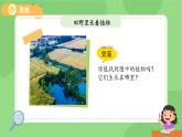 1.3 植物長(zhǎng)在哪里 課件  小學(xué)科學(xué)教科版（2024）一年級(jí)上冊(cè)第一單元
