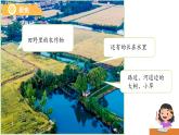 1.3 植物長(zhǎng)在哪里 課件  小學(xué)科學(xué)教科版（2024）一年級(jí)上冊(cè)第一單元