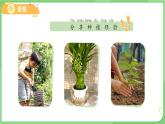 1.3 植物長(zhǎng)在哪里 課件  小學(xué)科學(xué)教科版（2024）一年級(jí)上冊(cè)第一單元