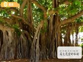 1.4 給植物畫張“像” 課件  科學教科版（2024）一年級上冊第一單元