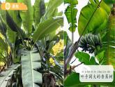 1.4 給植物畫張“像” 課件  科學教科版（2024）一年級上冊第一單元